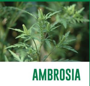 Sfalcio Ambrosia