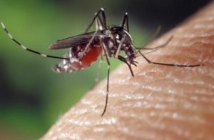 Lotta alle zanzare, veicolo di malattie infettive