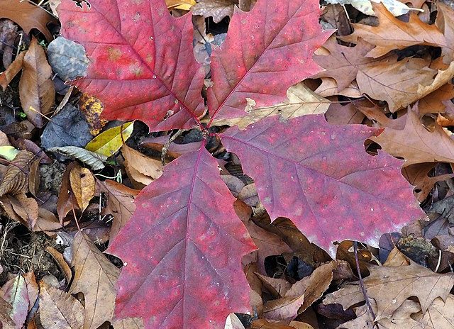 Il Parco delle Roggie: la vegetazione